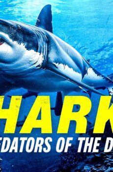 فيلم Sharks: Predators of the Deep 2024 مترجم