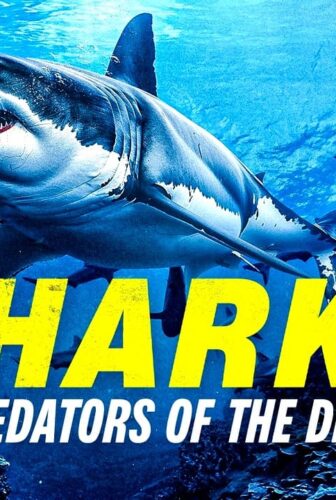 فيلم Sharks: Predators of the Deep 2024 مترجم