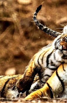 فيلم My Tiger Family 2024 مترجم