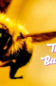 فيلم The Last Bumblebee 2024 مترجم