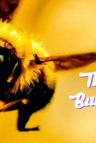 فيلم The Last Bumblebee 2024 مترجم