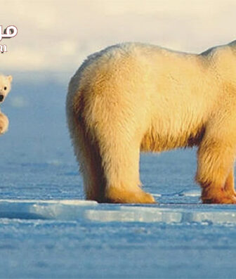 فيلم My Journey with a Polar Bear 2019 مترجم