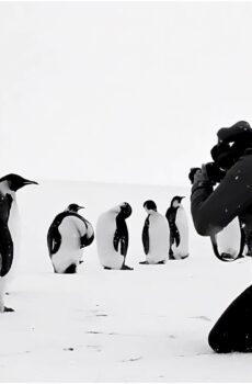 فيلم Antarctica Calling 2023 مترجم