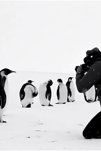 فيلم Antarctica Calling 2023 مترجم