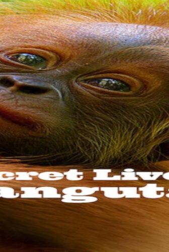 فيلم Secret Lives of Orangutans 2024 مترجم