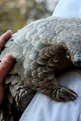 فيلم Pangolin: Kulu’s Journey 2025 مترجم