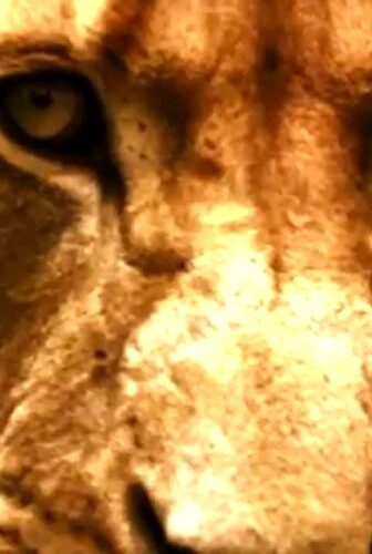 فيلم Brothers in Blood: The Lions of Sabi Sand 2015 مترجم