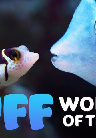فيلم Puff: Wonders of the Reef 2021 مترجم