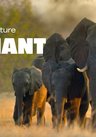 فيلم Elephant 2020 مترجم