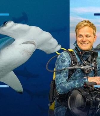 فيلم Hammerhead Sharks Up Close with Bertie Gregory مترجم