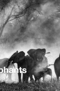فيلم Ghost Elephants 2026 مترجم
