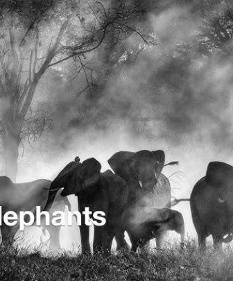 فيلم Ghost Elephants 2026 مترجم