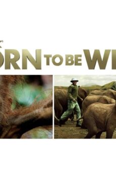 فيلم Born to Be Wild 2011 مترجم
