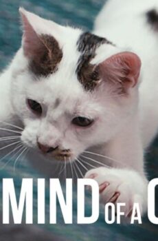 فيلم Inside the Mind of a Cat 2022 مترجم