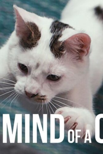 فيلم Inside the Mind of a Cat 2022 مترجم