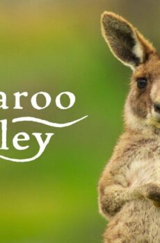 فيلم Kangaroo Valley 2022 مترجم