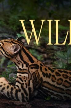 فيلم Wildcat 2022 مترجم