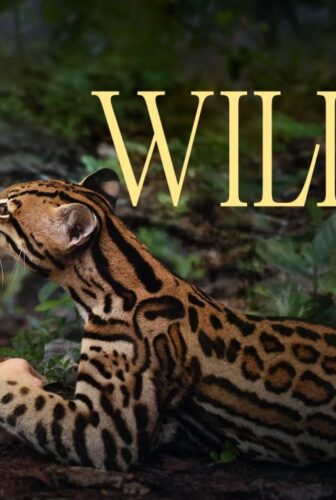 فيلم Wildcat 2022 مترجم