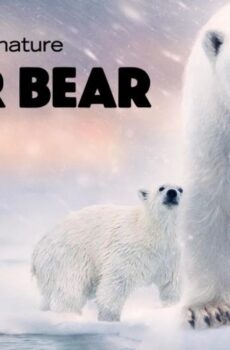 فيلم Polar Bear 2022 مترجم