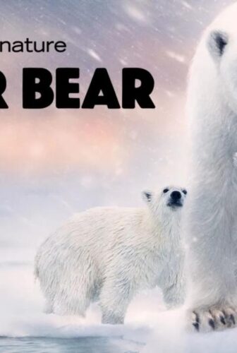 فيلم Polar Bear 2022 مترجم