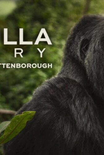 فيلم A Gorilla Story: Told by David Attenborough 2026 مدبلج